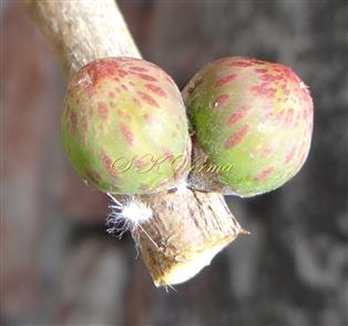  Hypanthodia